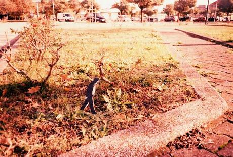 HAVE YOU SEEN BOB? (in Ferrara - Italy) • Pentax PC-550, Lomography X Tungsten 64, x-pro