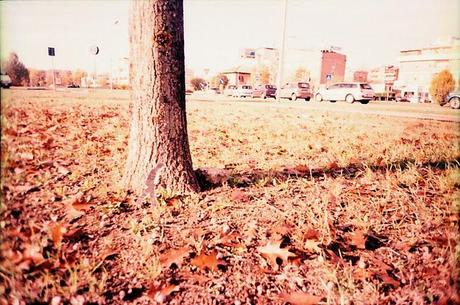 HAVE YOU SEEN BOB? (in Ferrara - Italy) • Pentax PC-550, Lomography X Tungsten 64, x-pro