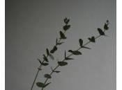 presento Glauco Littorio, eucalyptus istanbuliota