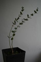 Vi presento Glauco Littorio, eucalyptus istanbuliota