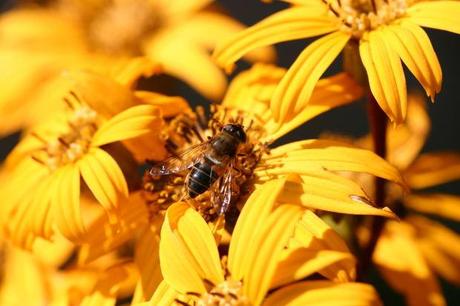A favore delle api. Le morie aumentano. Rischia anche l’Ecosistema e l’Europarlamento chiede di correre ai ripari