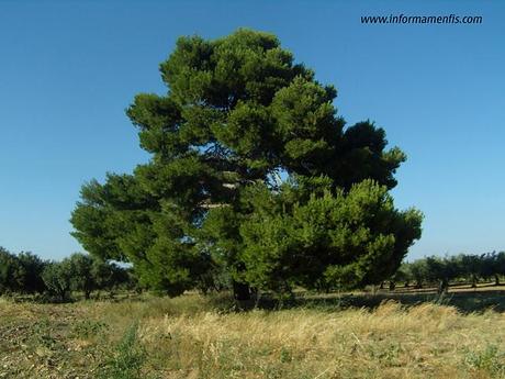 Cartoline da Menfi