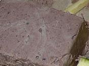 Cinghiale Patè