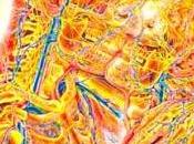 Correlazione Corpo umano Corrente Elettrica Flusso Coscienza