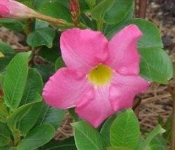 dipladenia