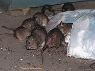 Eresia flash: voti pesanti o voti pensanti?