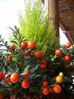 solanum capsicastrum