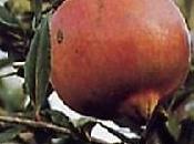 Piantare ramo melograno