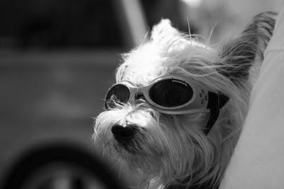 I LUNEDI DELLA LUMACA