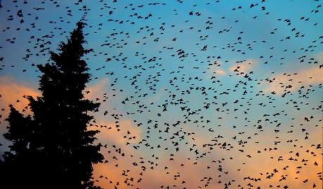 Gli Uccelli (The Birds)