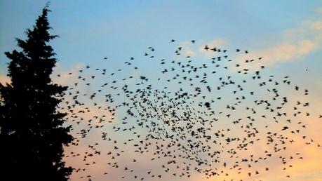 Gli Uccelli (The Birds)