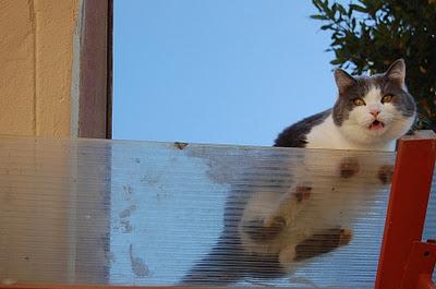 Roba da gatti: allarmi automatizzati.