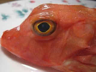 Gallinella, gallinella..vieni nella mia padella..ovvero La gallina di mare alla moda di Mammazan