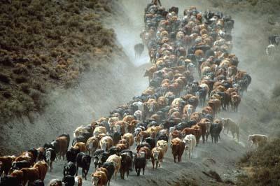 Suffragio demenziale