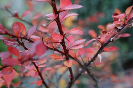 Giardino d'autunno