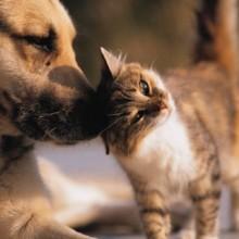 No alla pena di morte per cani e gatti: il Parlamento Europeo discute la proposta AIDAA 