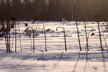 Girasoli sotto la neve