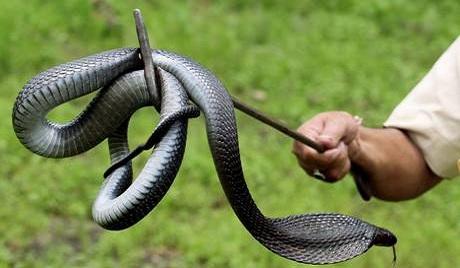 India: protesta contro la burocrazia, incantatore di serprenti libera alcuni cobra