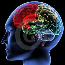 Le neuroscienze portano l’uomo al centro: il cervello non ha eguali nel cosmo