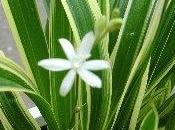 Clorophytum Falangio