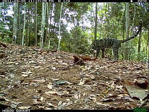 Rari felini fotografati nella foresta destinata alla distruzione