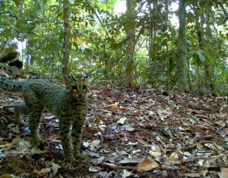 Rari felini fotografati nella foresta destinata alla distruzione