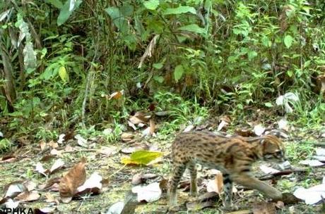 Rari felini fotografati nella foresta destinata alla distruzione