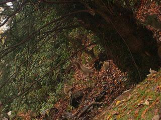 Monkey Forest & Trentham Gardens