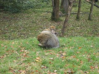 Monkey Forest & Trentham Gardens