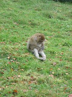 Monkey Forest & Trentham Gardens