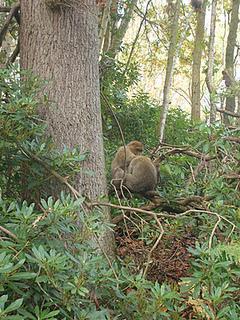 Monkey Forest & Trentham Gardens