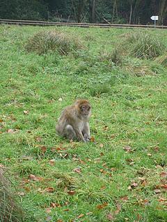 Monkey Forest & Trentham Gardens