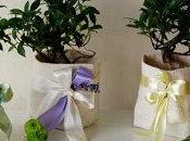 Idee bomboniere matrimonio: bonsai piante grasse