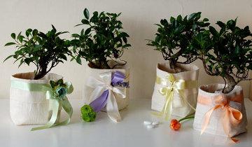 Idee Bomboniere Matrimonio Bonsai E Piante Grasse Paperblog