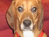 Beagle vedono libertà dopo aver passato vita Gabbia [video]