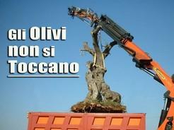 Per i Consiglieri della Regione Puglia per spiantare un Olivo Monumentale basta il silenzio assenso