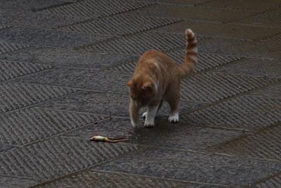 il gatto e la rana