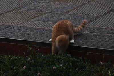 il gatto e la rana