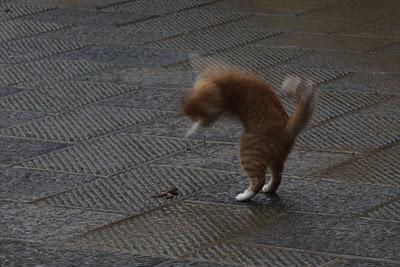 il gatto e la rana