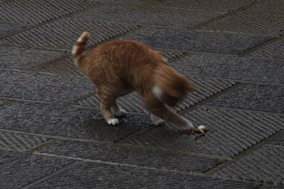 il gatto e la rana