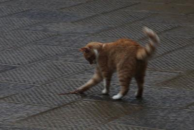 il gatto e la rana