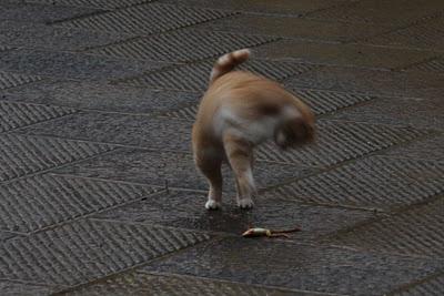 il gatto e la rana