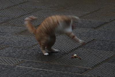 il gatto e la rana