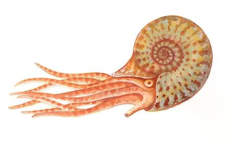 Giganti dal Passato – Invertebrati