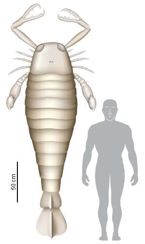 Giganti dal Passato – Invertebrati