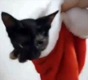 Un insolito regalo di Natale. Jasmine e il Pitone Burmese