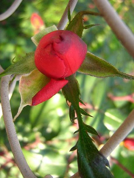 Rosa rosae...