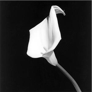 Robert Mapplethorpe Milano Spazio Forma