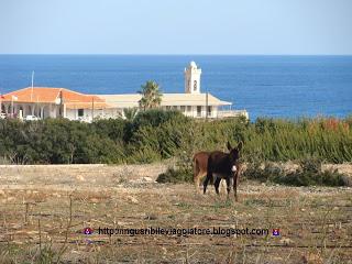 Un inguaribile viaggiatore a Cipro Nord – Karpaz - Monastero Apòstolos Andréas ed asini selvatici