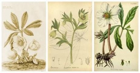 a bit of history… Botanical Illustration for Together for Christmas